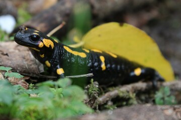Salamandra