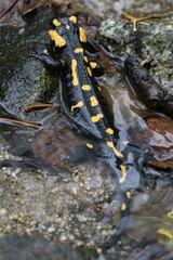 Salamandra