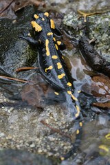 Salamandra