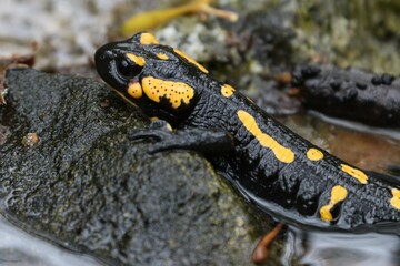 Salamandra