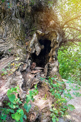 Huge hollow in ancient tree. Cracked bark, intricate bends of trunk. Majestic tree with long history. Close-up. Copy space.