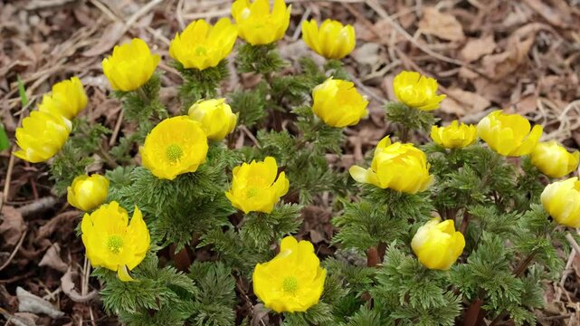 Yellow adonis close-up in a spring forest.