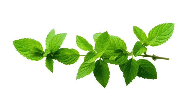 Mint Branch with Leaves Isolated on transparent background