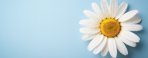 Fototapeta premium A single white daisy with water droplets on its petals lies on a light blue background.