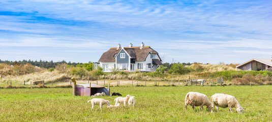 Panorama of sheep in front of a house in the dunes of Ameland, Netherlands