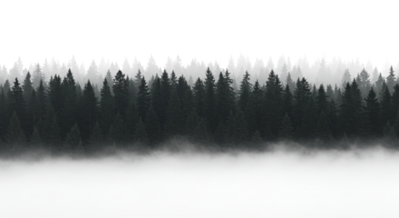 Fog Rolling Through Evergreen Tree Forest