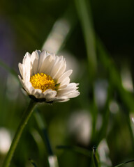 Morning yellow white flower. Morning daisy