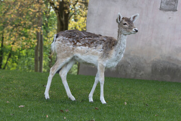 European fallow deer poses for a photo