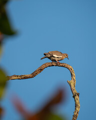 Tortuguero. Vega Baja, Puerto Rico
