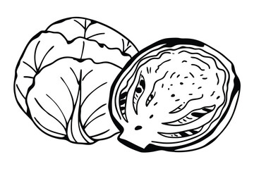 Brussels Sprouts Vegetable Vector Illustration on White Background

