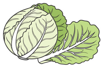 Cabbage Vegetable Vector Illustration on White Background

