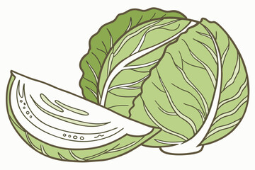 Cabbage Vegetable Vector Illustration on White Background

