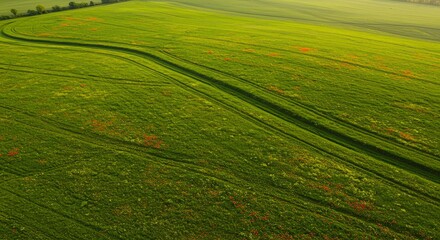 Obraz premium Green Field with Poppies and Tracks