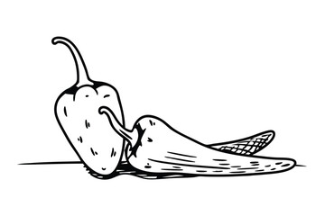 Chili Pepper Vegetable Vector Illustration on White Background

