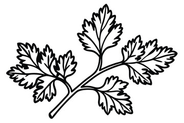 Fototapeta premium Coriander Cilantro Vegetable Vector Illustration Isolated on White Background