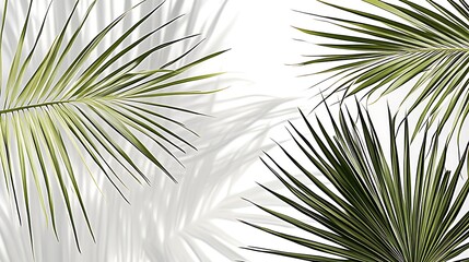 Obraz premium Close up view of lush green palm fronds against a blurred, light gray background. The image features several palm leaves, with a focus on intricate details and textures. The lighting is soft and