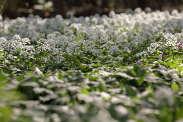 Arabis alpina, mountain rockcress or alpine rock cress. White arabis caucasica flowers growing in the forest. Floral background. Arabis caucasica