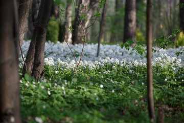 Arabis alpina, mountain rockcress or alpine rock cress. Arabis caucasica. White arabis caucasica flowers growing in the forest. Floral background