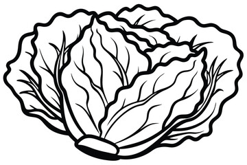 Napa Cabbage Vegetable Vector Illustration Isolated on White Background

