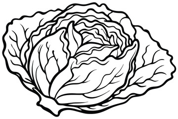 Napa Cabbage Vegetable Vector Illustration Isolated on White Background

