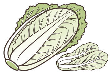 Napa Cabbage Vegetable Vector Illustration Isolated on White Background

