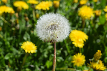 Faded and flowering dandelions, close up view