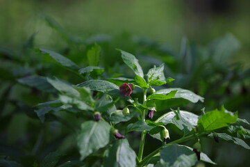 Scopolia carniolica. Henbane bell, solanaceae family. Poisonous plant in spring forest. Flowering purple colored poisonous flower