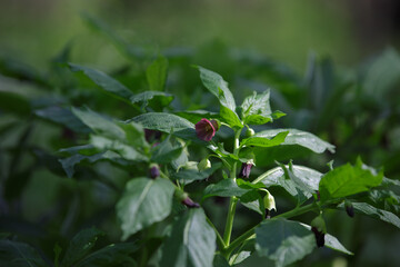 Scopolia carniolica, the European scopolia or henbane bell, solanaceae family. Poisonous plant in spring forest. Flowering purple colored poisonous flower