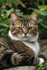 Cat on the stone
