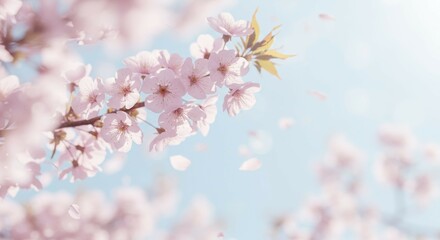 Fototapeta premium Blooming Tree with Falling Petals on a Sunny Day