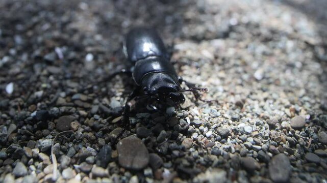 Lesser stag beetle Dorcus on southern Sakhalin in a deciduous forest