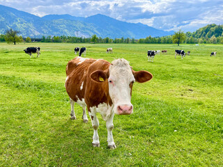 Close-up of a cow on an alpine pasture in a scenic rural landscape in Austria