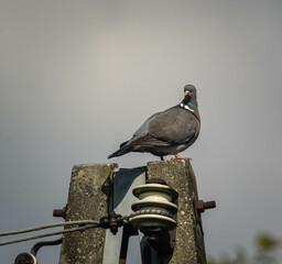 Gołąb,sierp&oacute;wka