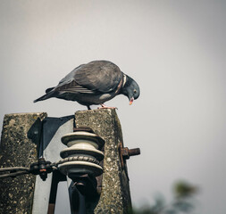 Gołąb,sierp&oacute;wka