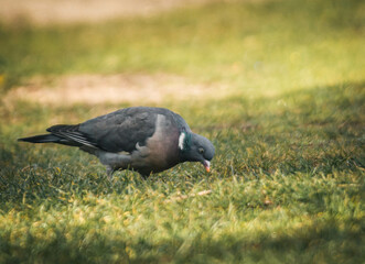 Gołąb,sierp&oacute;wka