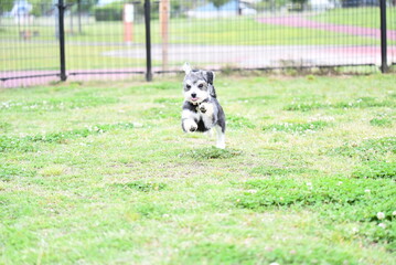 Obraz premium チワワとマルチーズのミックス犬