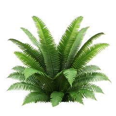 Tropical fern bush isolated on transparent background