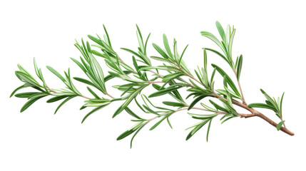 Fototapeta premium Rosemary Branch on transparent background