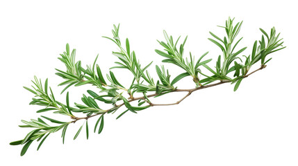 Fototapeta premium Rosemary Branch on transparent background