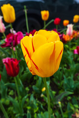 Fototapeta premium Bright yellow tulip with red streaks in a vibrant flowerbed surrounded by various colorful blooms