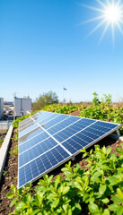 Fototapeta premium Solar panels generating energy in a bright rooftop garden 