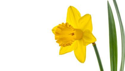 Closeup Yellow Daffodil Flower Against White Background