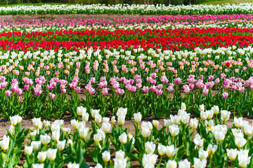 Vibrant Tulip Field in Full Bloom Under Bright Blue Sky