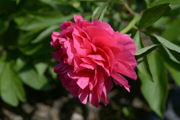 ベスボクストース　シャクヤク