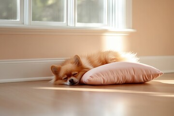 Cute dog sleeping on pillow in sunlight