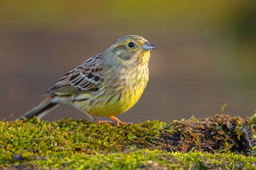 Trznadel (Emberiza citrinella) © Grzegorz