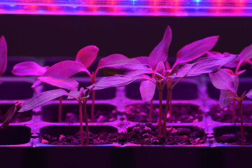 Plants seedlings flourish under the glow of LED grow lights.