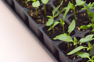 Plant seedlings bloom under natural light on a light background.