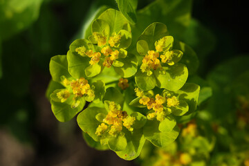 Euphorbia rigida, the gopher spurge or upright myrtle spurge, macro photo 