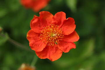 Geum coccineum in the spring garden, macro photo